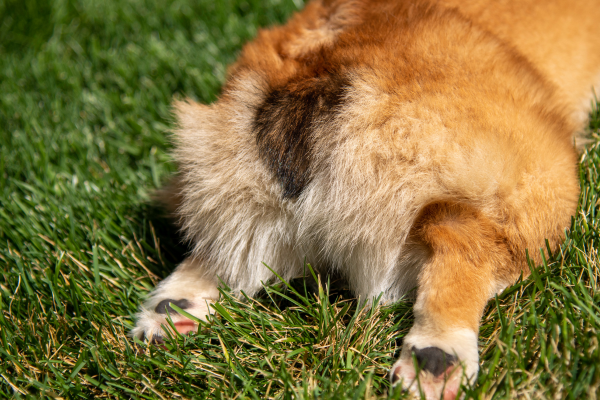 Zadek pejska Corgi